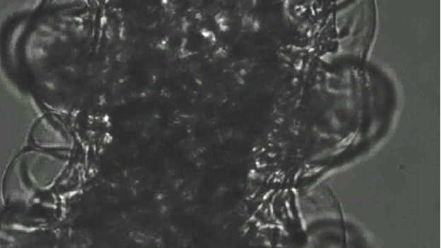 Омельченко 2